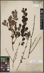 Foto von Salix aurita L.